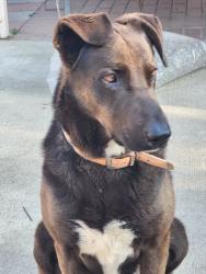 Lost Male Dog last seen Bonita Ave Ontario ca, Ontario, CA 91762