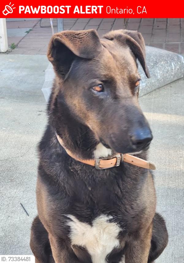 Lost Male Dog last seen Bonita Ave Ontario ca, Ontario, CA 91762