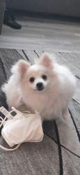 Lost Female Dog last seen Fairgrounds ave, Loveland, CO 80538