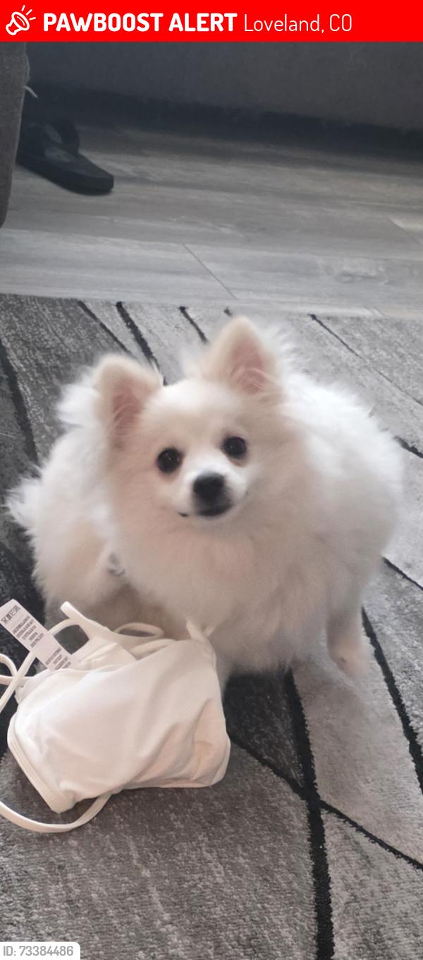 Lost Female Dog last seen Fairgrounds ave, Loveland, CO 80538