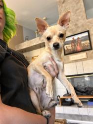 Found/Stray Male Dog last seen Sig, Las Vegas, NV 89144