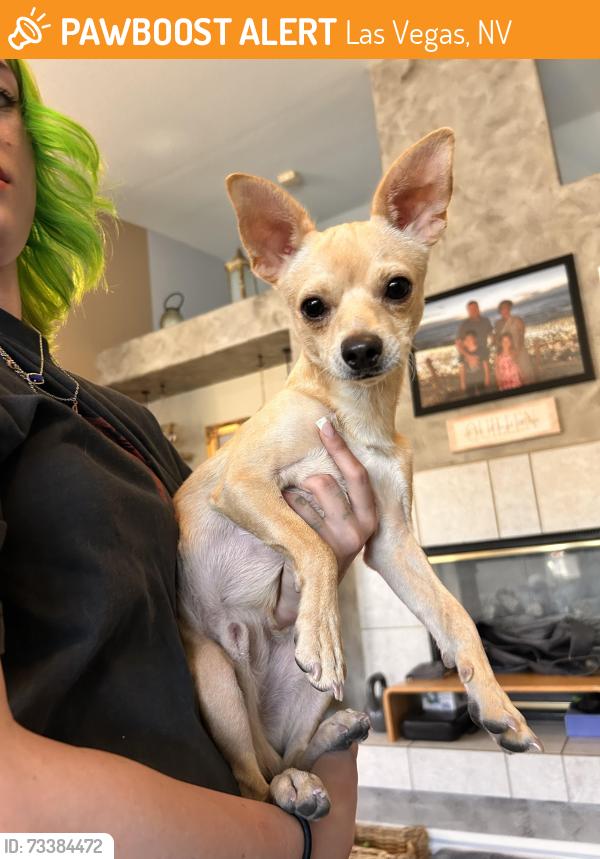 Found/Stray Male Dog last seen Sig, Las Vegas, NV 89144