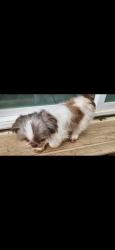 Lost Female Dog last seen Butler st, crocket st, Rusk, TX 75785