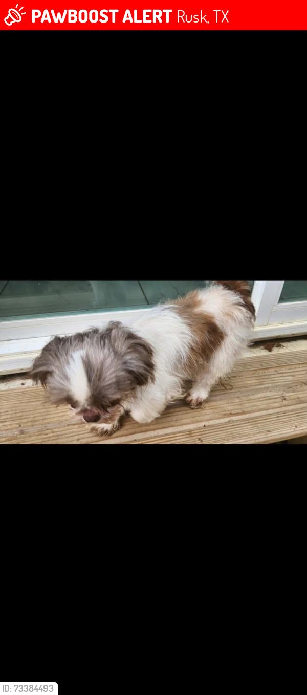 Lost Female Dog last seen Butler st, crocket st, Rusk, TX 75785