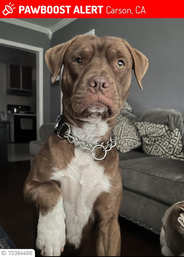 Lost Male Dog last seen 228th and Marbella Ave, Carson, CA 90745