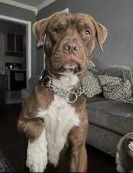 Lost Male Dog last seen 228th and Marbella Ave, Carson, CA 90745