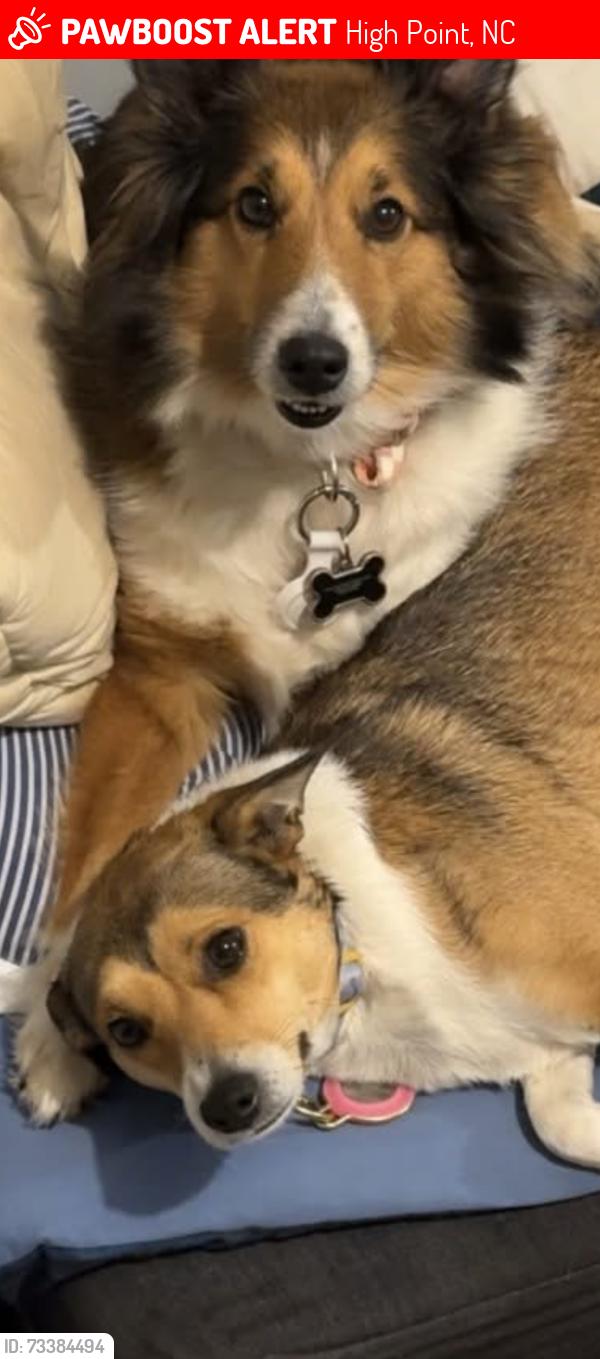 Lost Female Dog last seen Potts avenue prospect, High Point, NC 27260
