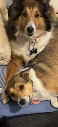 Lost Female Dog last seen Potts avenue prospect, High Point, NC 27260