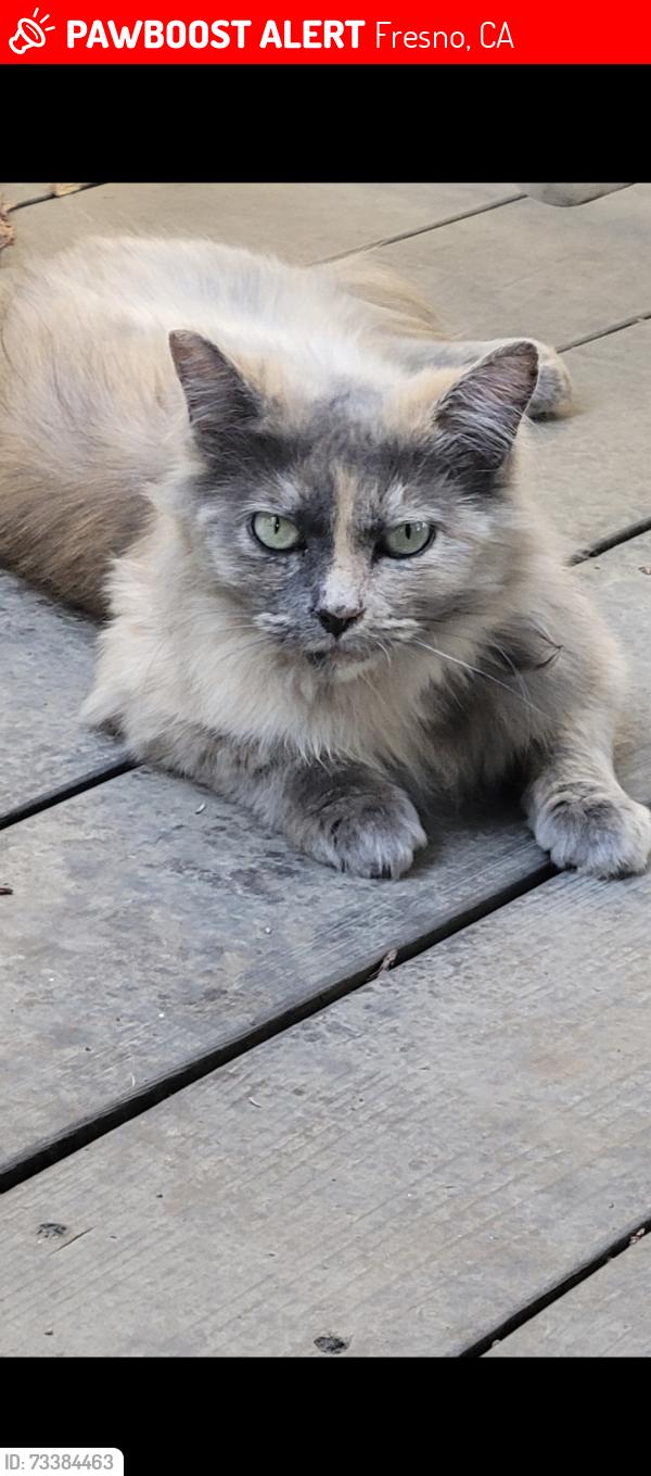 Lost Female Cat last seen N Glenn Ave, Fresno, CA 93704