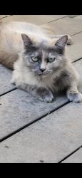 Lost Female Cat last seen N Glenn Ave, Fresno, CA 93704