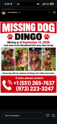 Lost Male Dog last seen Garret mountain, route 80, Woodland Park, NJ 07424