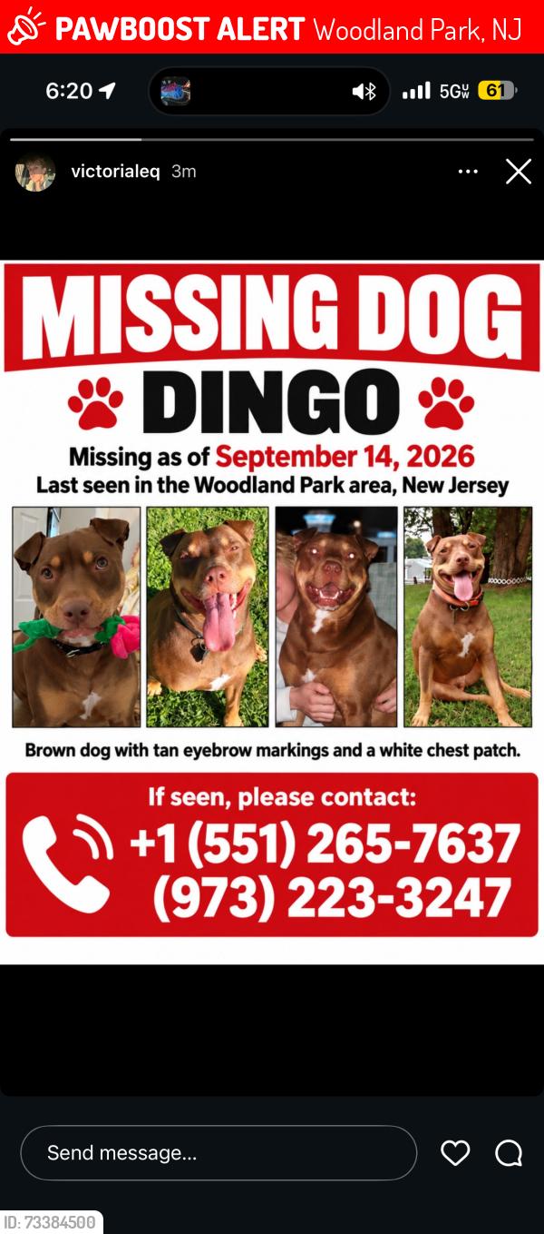 Lost Male Dog last seen Garret mountain, route 80, Woodland Park, NJ 07424