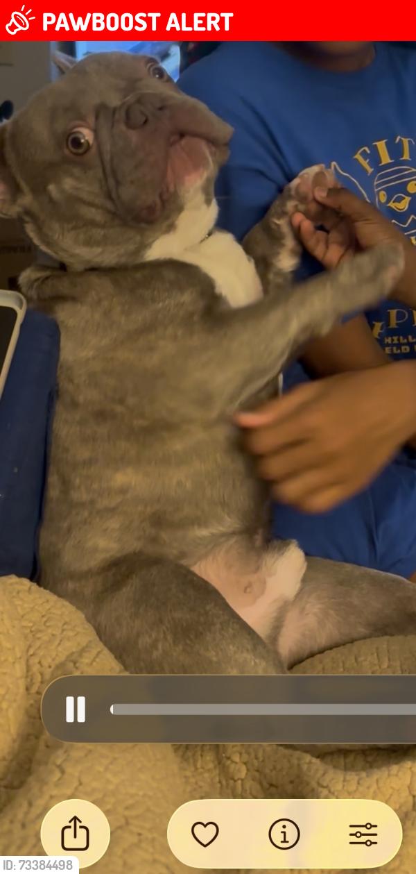 Lost Male Dog last seen Have Bible Will Travel Church, Creve Coeur Township, MO 63146