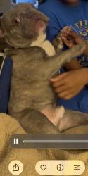 Lost Male Dog last seen Have Bible Will Travel Church, Creve Coeur Township, MO 63146
