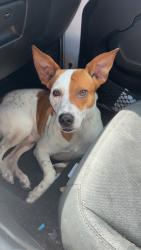 Reunited Male Dog last seen 58th street, Indian River County, FL 32967