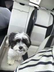 Lost Male Dog last seen Near Weatherstone drive, Tampa, FL 33647