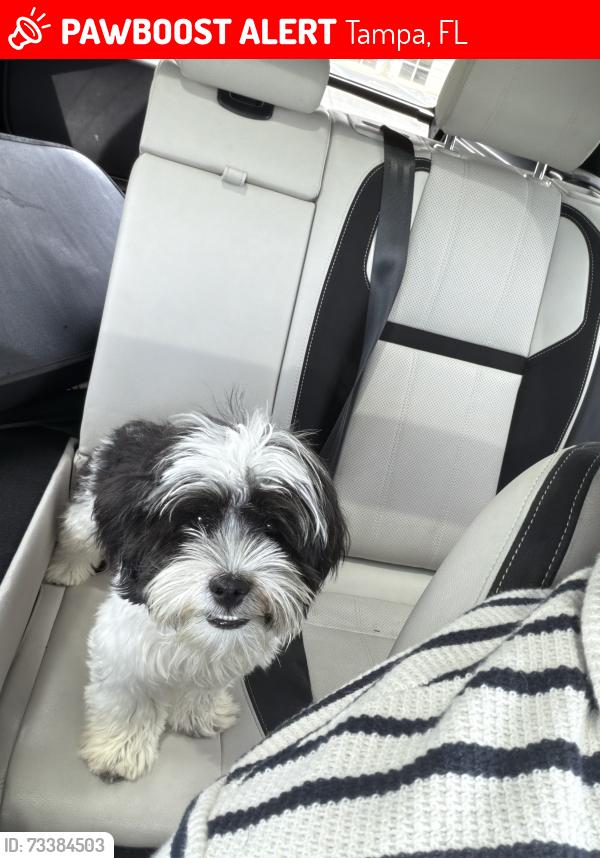 Lost Male Dog last seen Near Weatherstone drive, Tampa, FL 33647