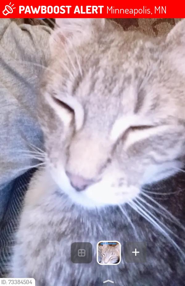 Lost Female Cat last seen Webber mart, Minneapolis, MN 55407
