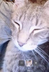 Lost Female Cat last seen Webber mart, Minneapolis, MN 55407
