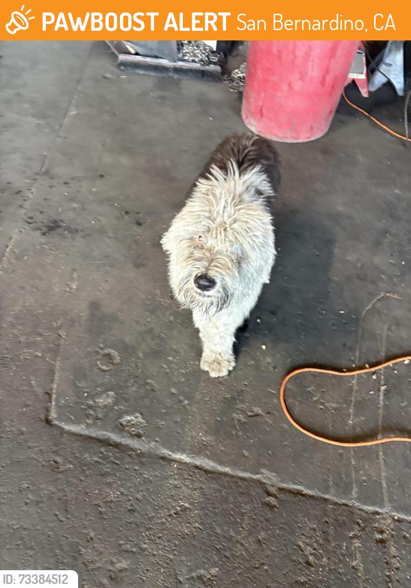 Found/Stray Female Dog last seen E st, San Bernardino, CA 92401