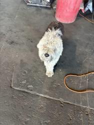 Found/Stray Female Dog last seen E st, San Bernardino, CA 92401