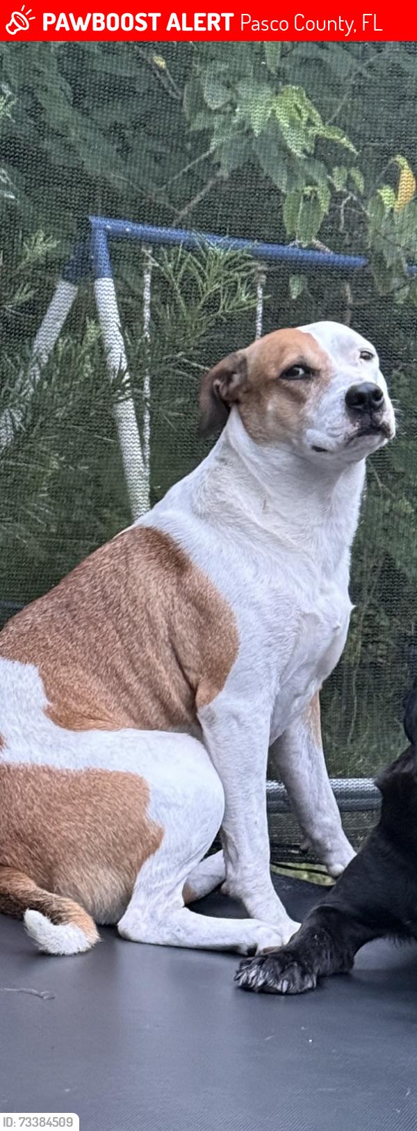 Lost Female Dog last seen Kent grove neighborhood, Pasco County, FL 34610