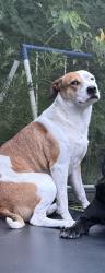 Lost Female Dog last seen Kent grove neighborhood, Pasco County, FL 34610