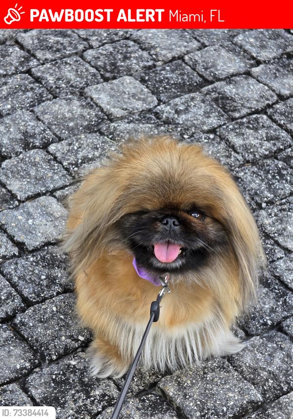 Lost Female Dog last seen The Twin Towers by Juan Pablo Duarte Park (Allapattah), Miami, FL 33142