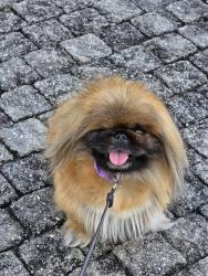 Lost Female Dog last seen 21st Ave & 33rd St (Allapattah), Miami, FL 33142