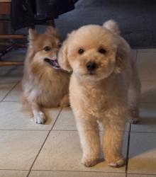 Lost Male Dog last seen Near hull street rd lot 101, Midlothian, VA 23114