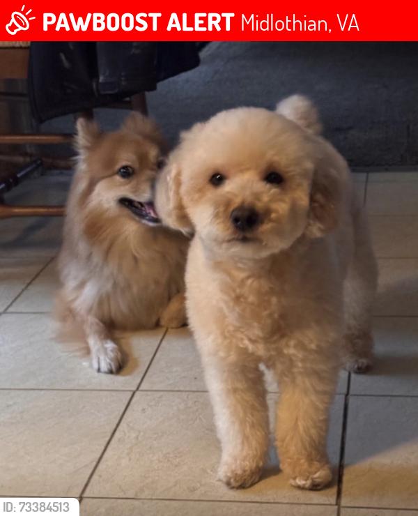 Lost Male Dog last seen Near hull street rd lot 101, Midlothian, VA 23114