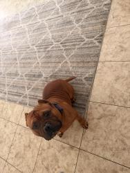 Lost Male Dog last seen Wildwood glen neighborhood, Columbia, SC 29223