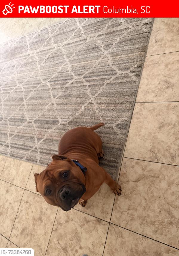 Lost Male Dog last seen Wildwood glen neighborhood, Columbia, SC 29223