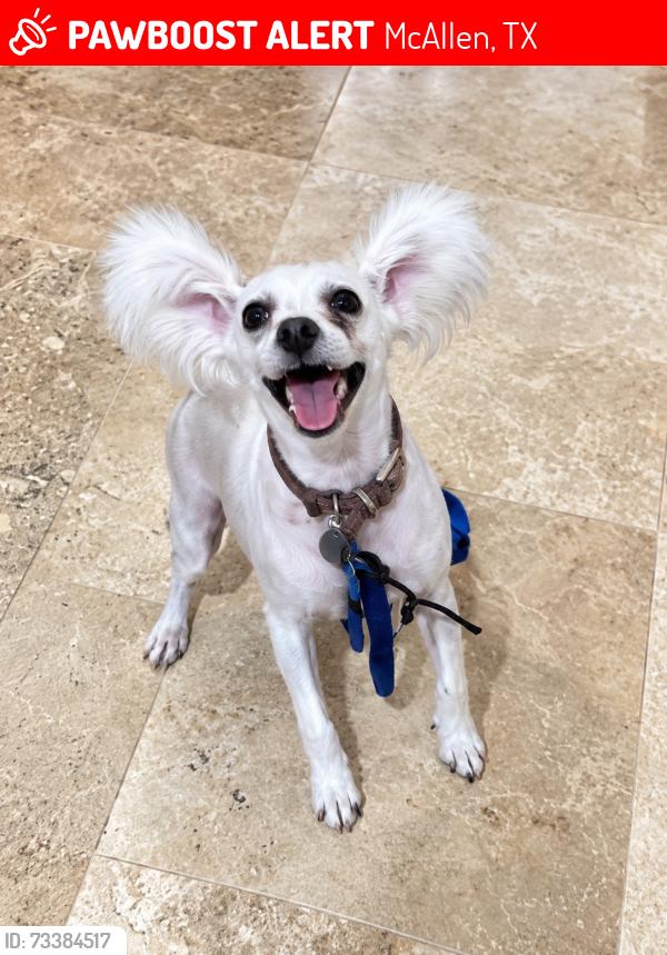 Lost Female Dog last seen La Vista near Mcallen High school tennis courts, McAllen, TX 78501