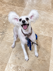 Lost Female Dog last seen La Vista near Mcallen High school tennis courts, McAllen, TX 78501