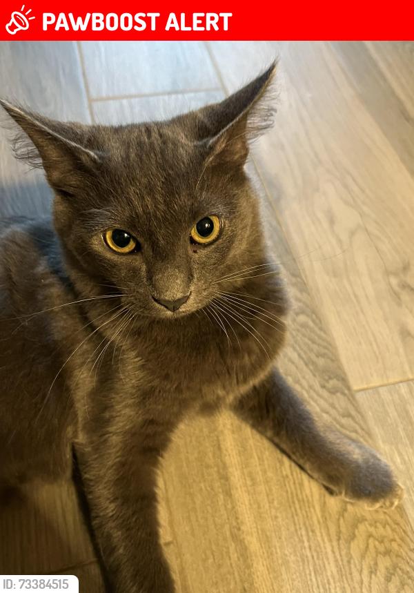 Lost Male Cat last seen Debbi Ln Magnolia Tx, Montgomery County, TX 77355