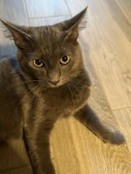 Lost Male Cat last seen Debbi Ln Magnolia Tx, Montgomery County, TX 77355