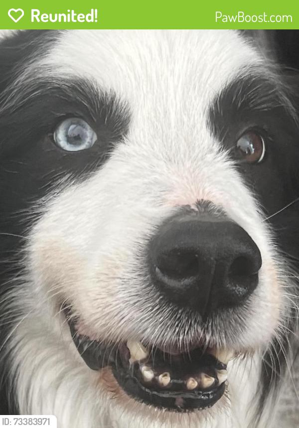 Reunited Male Dog last seen Near Via Del Rey, San Jun Capistrano, Calif, San Juan Capistrano, CA 92675