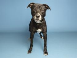 Shelter Stray Male Dog last seen STAPLEY/BROWN, 5501 E Van Buren St, Phoenix, AZ 85008, USA