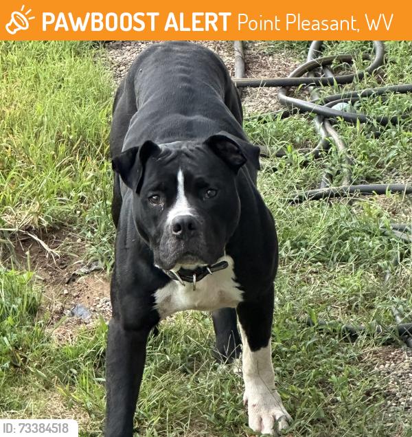 Found/Stray Male Dog last seen Rayburn road, Point Pleasant, WV 25550