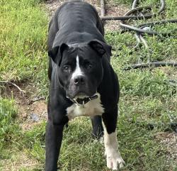 Found/Stray Male Dog last seen Rayburn road, Point Pleasant, WV 25550