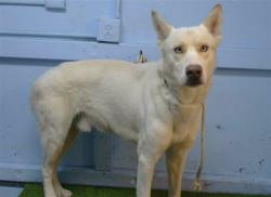 Shelter Stray Male Dog last seen , 216 W Victoria St, Gardena, CA 90248, USA