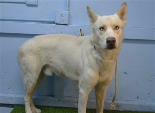Shelter Stray Male Dog last seen , 216 W Victoria St, Gardena, CA 90248, USA