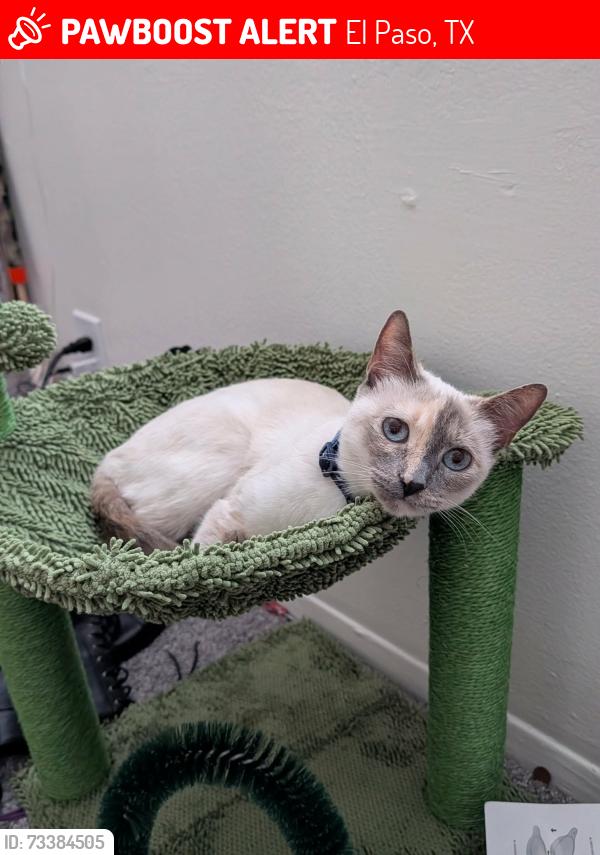 Lost Female Cat last seen Polk Ave and Partello St, El Paso, TX 79930