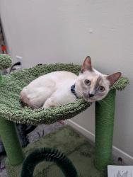 Lost Female Cat last seen Polk Ave and Partello St, El Paso, TX 79930