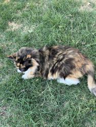 Lost Female Cat last seen Panama & Stine Rd, Bakersfield, CA 93313