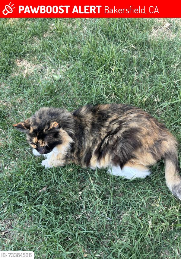 Lost Female Cat last seen Panama & Stine Rd, Bakersfield, CA 93313