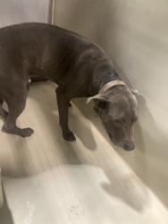 Shelter Stray Male Dog last seen Near BLOCK COUNTRYWOOD DR, WOFFORD HEIGHTS CA 93285, 3951 Fruitvale Ave, Bakersfield, CA 93308, USA