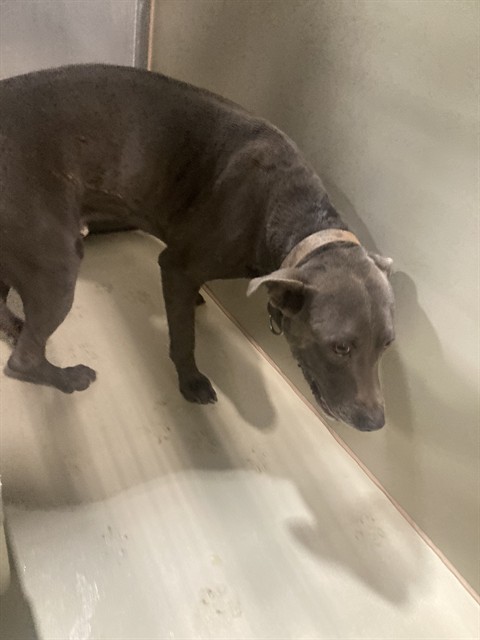 Shelter Stray Male Dog last seen Near BLOCK COUNTRYWOOD DR, WOFFORD HEIGHTS CA 93285, 3951 Fruitvale Ave, Bakersfield, CA 93308, USA