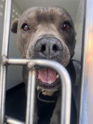 Shelter Stray Female Dog last seen Near BLK OF BUCK OWENS BL, BAKERSFIELD CA, 201 S Mt Vernon Ave, Bakersfield, CA 93307, USA